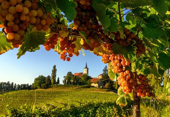 Ze slovinského Toskánska k vinicím u Jadranu i smaragdové Soče